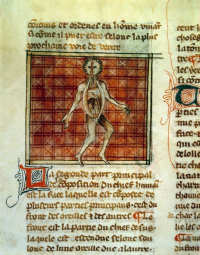 Människokroppens anatomi. Miniatyr från en medicinsk behandling av Henri de Mondeville eller Hermondaville (1260-1320), kirurg hos Philippe le Bel. Paris, B.N. av Unknown artist
