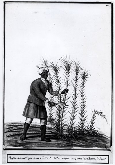 Antiller, inhemsk nigger som skär sockerrör. av Unknown artist