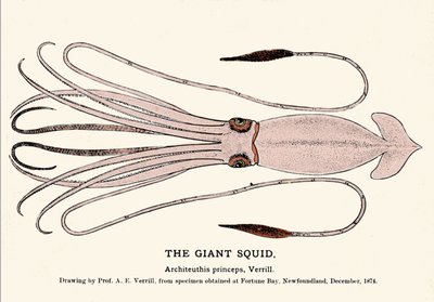 Architeuthis princeps, den jättelika bläckfisken misslyckades på stranden i Fortune Bay (Newfoundland) i december 1874 och beskrevs först av professor A.E. Verrill. Era gravyr. av Unknown artist