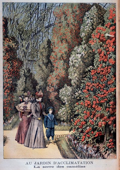 I acklimatiseringsträdgården: kameliaväxthuset - i "" Le Petite Journal"" av Unknown artist
