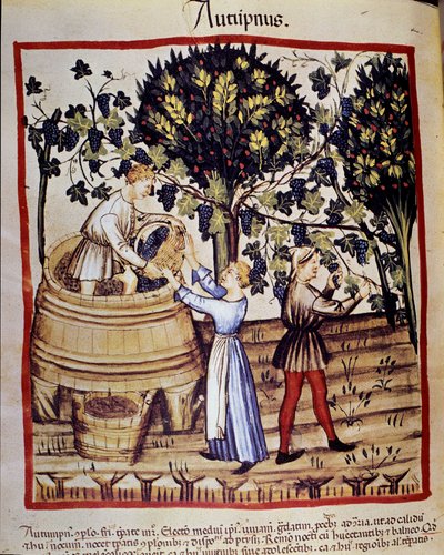 Höstrepresentation: skörd. Druvplockningen. Belysning från mjölkning av medicin och diet "" Tacuinum sanitatis"" av Unknown artist
