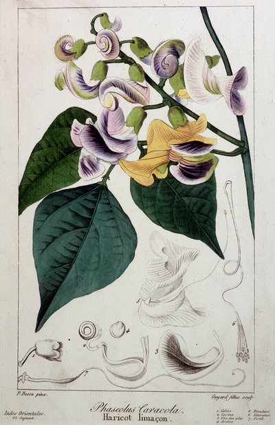 Bönsnigel (phaseolus caracola), botanisk bräda av Unknown artist