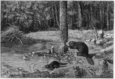 Bäver som skär en trädstam för att göra en störtflod. av Unknown artist