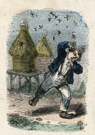 Bin attackerar ett barn nära deras bikupa. Illustration 1800-talet. Bianchetti samling av Unknown artist