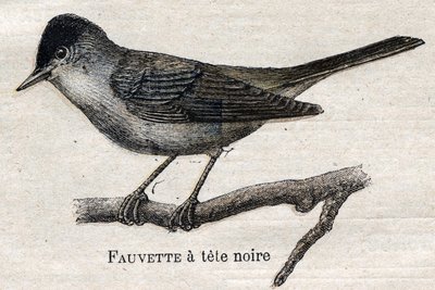 Fåglar användbara för jordbruk: Svartfotad sångare av Unknown artist