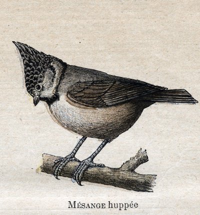 Fåglar användbara för jordbruk: Cupped Chickadee av Unknown artist