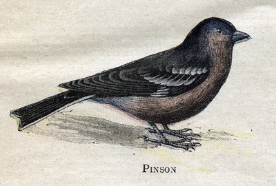 Fåglar användbara för jordbruk: Pinson av Unknown artist