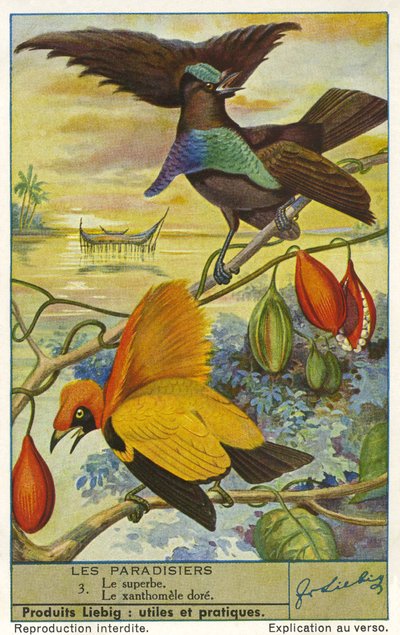 Paradisets fåglar av Unknown artist