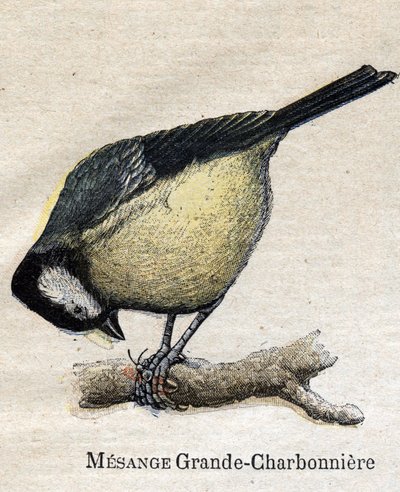 Fåglar användbara för jordbruk: Big Chickadee - Kol av Unknown artist