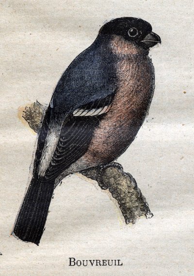 Fåglar användbara för jordbruk: Bouvreuil av Unknown artist