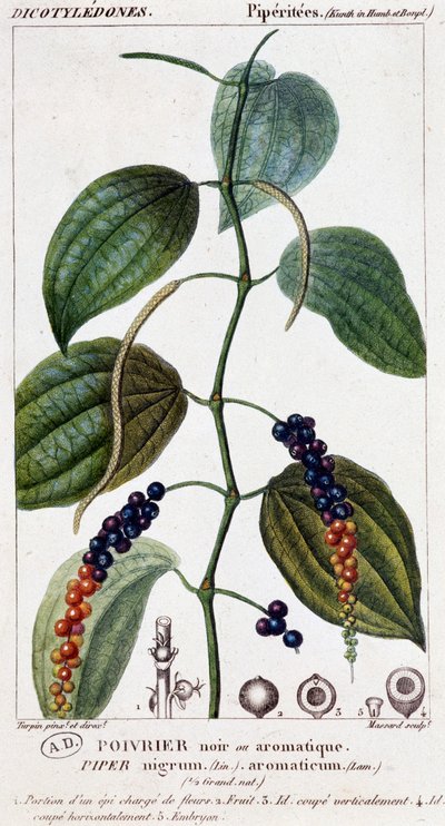 Svart eller aromatisk pepparrätt - botanisk bräda. 1800-talet. av Unknown artist