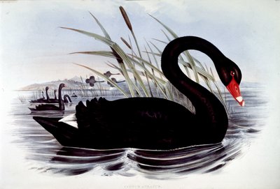Svart svan (cygnus atratus) - från J. Gould