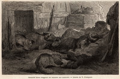 Blårävar som gnager skorna på sjömän som sover i observationsstationens tillflyktsort, teckning av V.Foulquier, för att illustrera Spitzberg av Unknown artist