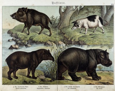 Galt, gris, tapir och flodhäst - i "" Natural histories of mammals"", red. Schreiber av Unknown artist