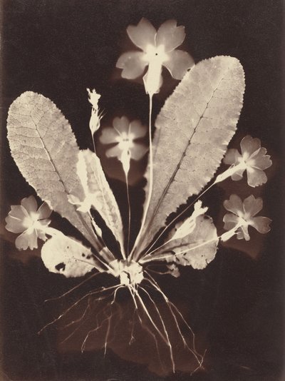 Botaniskt fotogram av Unknown Artist