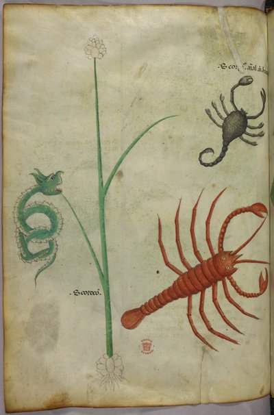 Botanisk och djurillustration. av Unknown artist