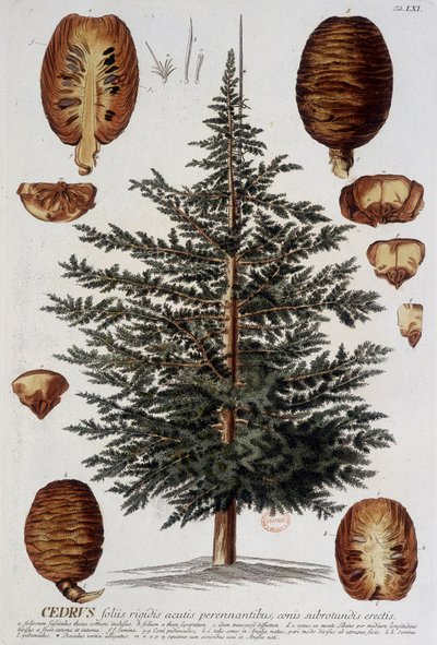 Botanisk tavla: Cedar. n.d. 1800-talet. av Unknown artist