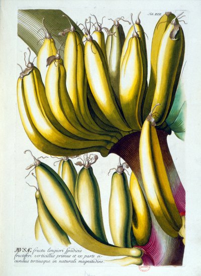 Botanisk styrelse: en diet av bananer. n.d. 1800-talet. av Unknown artist