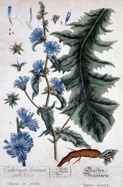 Botanisk tavla: cichorium factivum velseris (trädgårdarnas chicoree). av Unknown artist