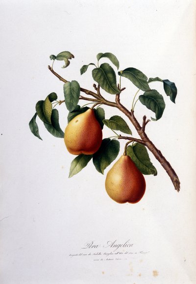 Botanisk tavla som föreställer pera angelica. 1820 - 1822 av Unknown artist