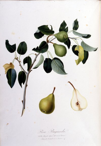 Botanisk styrelse som representerar pera campana. 1820 - 1822. av Unknown artist