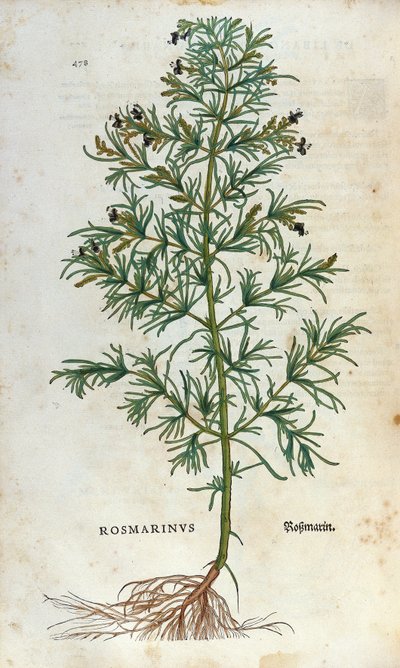 Botanisk tavla: rosmarin (rosmarinus). Herbarium of Lheonard Fuchs, "" Historia Stirpium", Bale av Unknown artist
