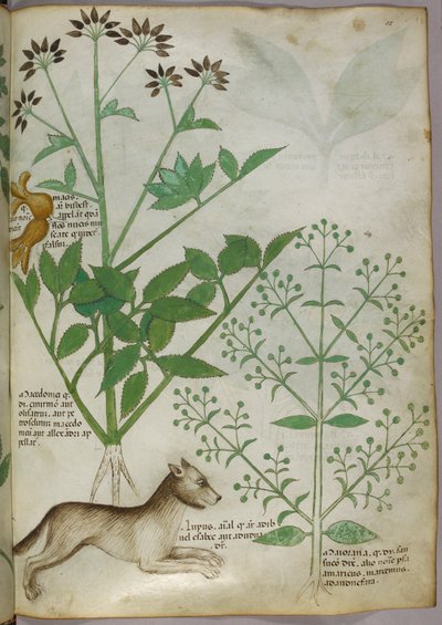 Botanisk illustration av en växt och en varg. av Unknown artist
