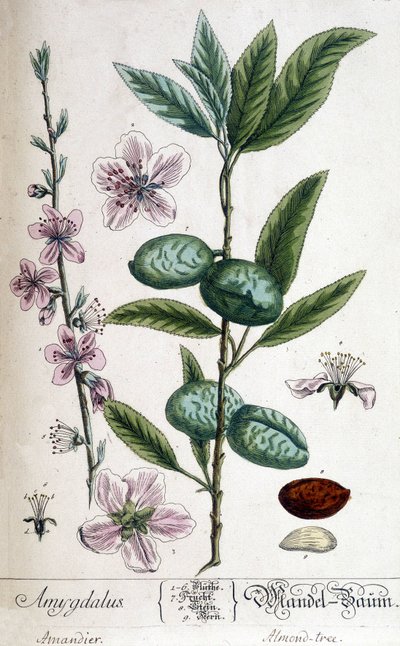 Gren, blomma och frukt av mandelträdet - botanisk tavla av Unknown artist
