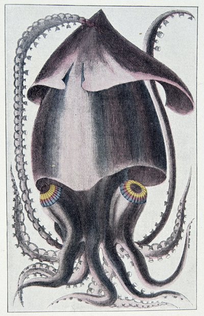 Brasiliansk bläckfisk - efter Denys Montfort i "Blötdjurens allmänna och speciella naturhistoria", Paris av Unknown artist