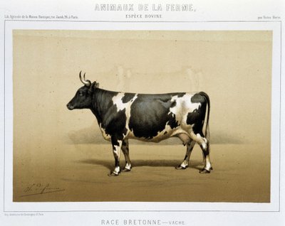 Breton ko av Unknown artist