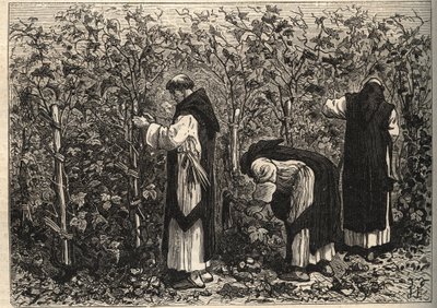 Vinröda munkar som odlar vinstockar - av Louis Figuier - slutet av 1800-talet av Unknown artist