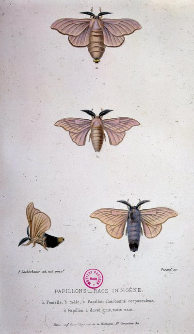 Fjärilar: Silkesmask - Studie av Pasteur av Unknown artist