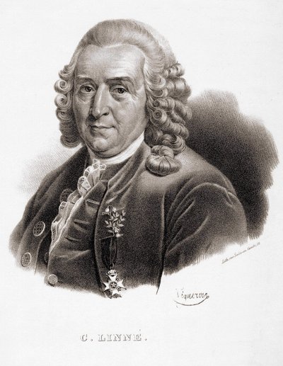Carl Von Linné svensk naturforskare och författare (1707 - 1778). av Unknown artist
