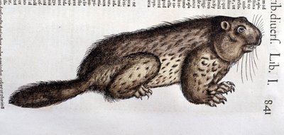 Castor - i "History of Animals" av Conrad Gesner (1516 - 1565), Tiguri av Unknown artist