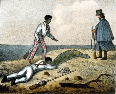 Fånga sköldpaddsägg. 1800-talsgravyr. av Unknown artist