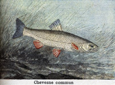 Chevense commun gravyr från 1898 av Unknown artist