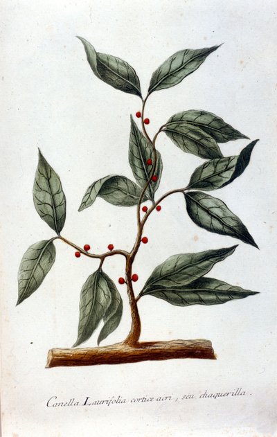 Kanel. 1800-tals herbarium. av Unknown artist