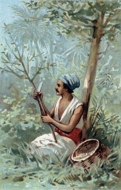Kanelskal en Ceylon. Kromolitografi i slutet av 1800-talet. av Unknown artist
