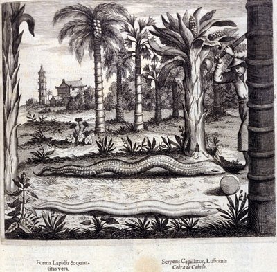 Kobra och giftig orm från Indien. "De China Monumenta" av Athanasius Kircher (1601 - 1680), jesuit, orientalist och tysk forskare, Amsterdam 1667. av Unknown artist