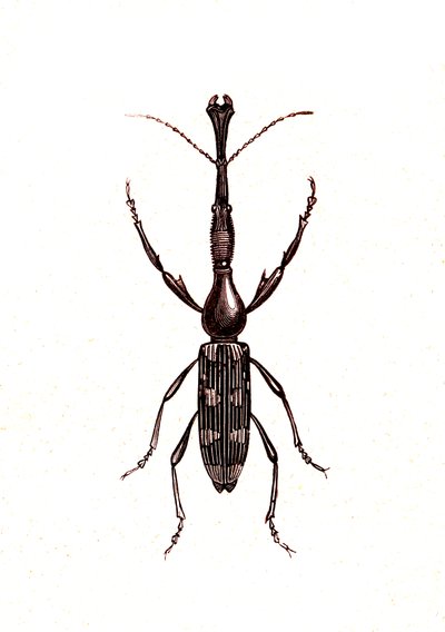 Coleoptera: Brenthus Temminchii av Unknown artist