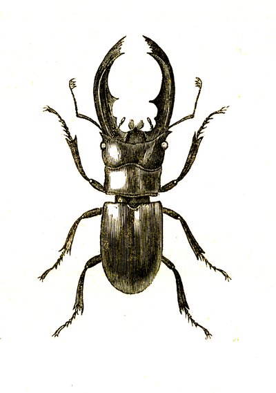 Coleoptera: Hexarthrius Buqueti eller Lucanus av Unknown artist
