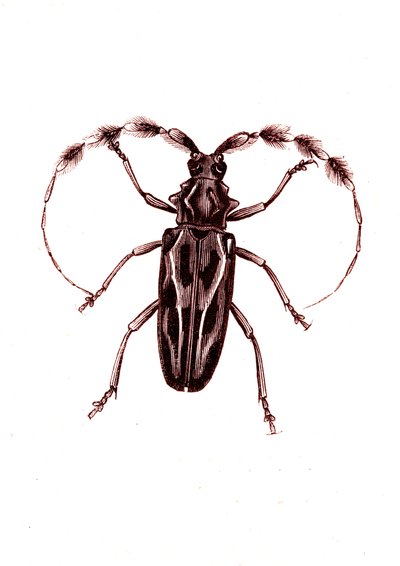 Coleoptera: Lophocerus barbatus av Unknown artist
