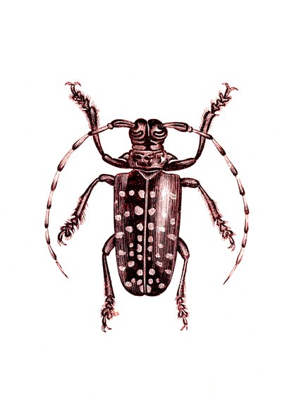 Coleoptera: Ophoptera Tollii av Unknown artist