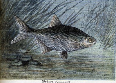 Vanliga Breme. Gravyr från 1897 av Unknown artist