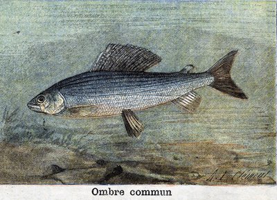 Common Shadow gravyr från 1898 av Unknown artist