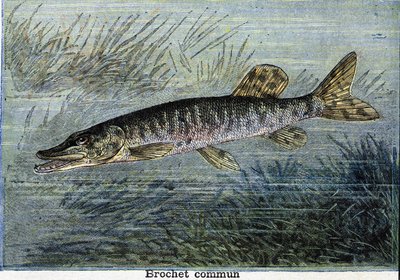 Vanlig gädda. Gravyr från 1897 av Unknown artist