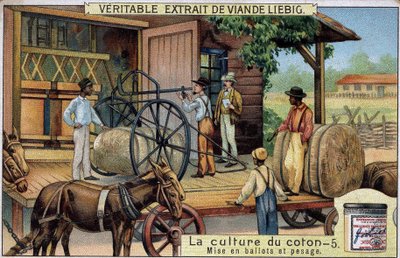 Bomullsodling: Balar och vägning (USA) Liebig-kromolitografi från 1800-talet av Unknown artist
