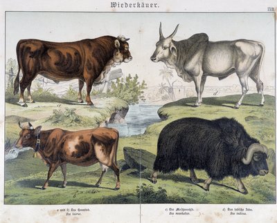 Ko, nötkött, yack - i "" Natural History of Mammals", red. Schreiber av Unknown artist