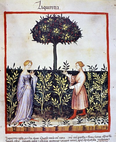 Odling av medicinalväxt: skörd av lakrits (ved eller rot). Belysning från mjölkning av medicin och diet "" Tacuinum sanitatis"" av Unknown artist