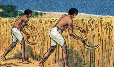 Dagligt liv i forntida Egypten: bönder skördar bles, början av 1900-talet (chromo) av Unknown Artist